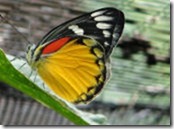 Samui_butterfly_garden