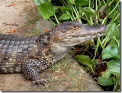 Samui crocodile farm